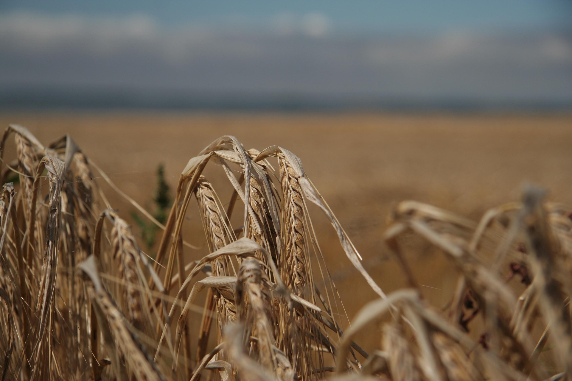 Weizenfeld im Sommer
